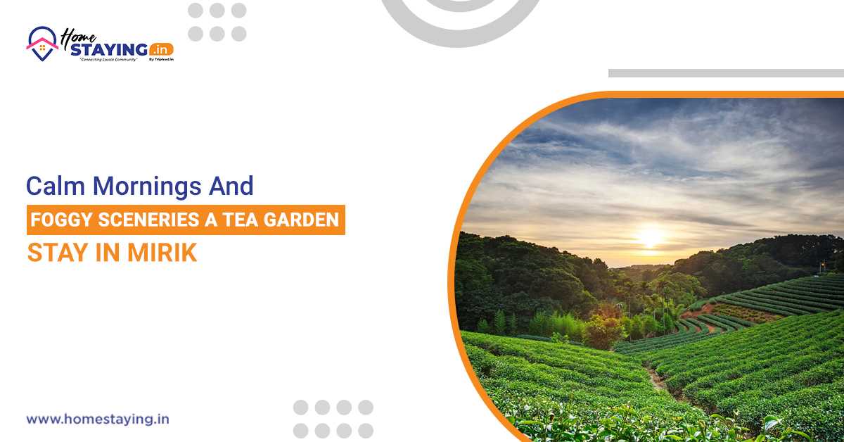 Calm Mornings and Foggy Sceneries: A Tea Garden Stay in Mirik