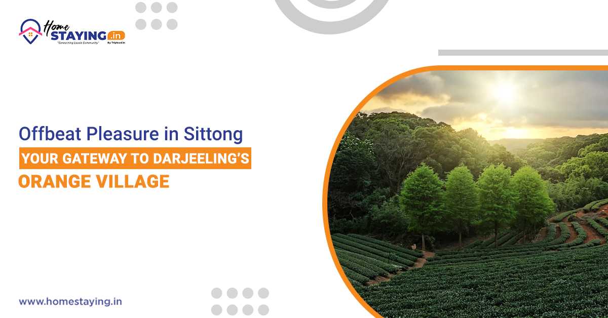 Offbeat Pleasure in Sittong: Your Gateway to Darjeeling’s Orange Village
