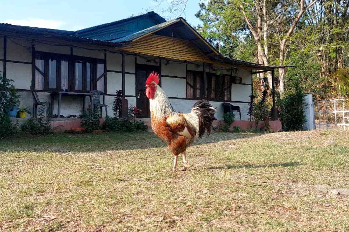 Manvi Homestay