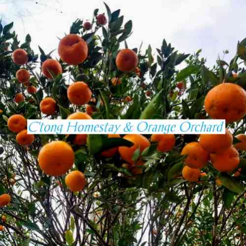 C'tong Homestay and Orange Orchard